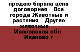 продаю барана цена договорная - Все города Животные и растения » Другие животные   . Ивановская обл.,Иваново г.